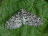 Lobophora halterata