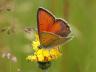 Lycaena hippothoe