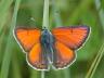 Lycaenidae