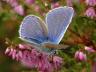 Polyommatus icarus