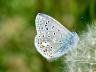 Polyommatus icarus