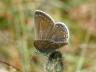 Polyommatus icarus