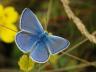 Polyommatus icarus