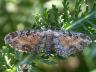 Eupithecia icterata