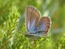 Plebejus idas