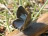 Plebejus idas