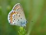 Plebejus idas