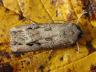 Agrotis ipsilon