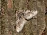 Agriopis leucophaearia