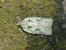 Acleris literana