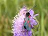Zygaena lonicerae