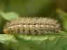 Spilarctia lutea