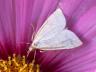 Udea lutealis