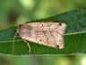 Agrochola lychnidis