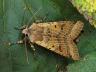 Agrochola lychnidis