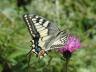 Papilio machaon