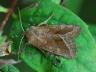 Hydraecia micacea