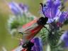Zygaena minos