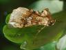 Polychrysia moneta