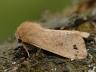 Anorthea munda
