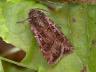 Euxoa tritici