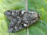 Eurois occulta