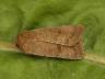 Hoplodrina octogenaria