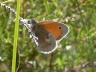 Coenonympha pamphilus