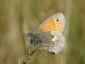 Coenonympha pamphilus