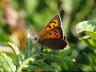 Lycaena phlaeas