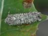 Actebia praecox