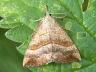 Hypena proboscidalis