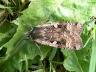 Noctua pronuba