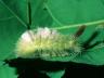 Calliteara pudibunda
