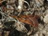 Synaphe punctalis