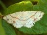 Cyclophora punctaria