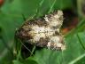 Mesapamea secalis