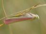 Oncocera semirubella
