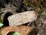 Rhyacia simulans