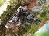 Biston strataria