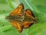 Ochlodes sylvanus