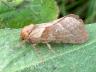 Triodia sylvina