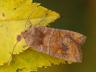 Eupsilia transversa