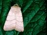 Charanyca trigrammica