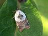 Acleris variegana