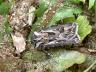 Agrotis vestigialis