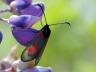 Zygaena viciae