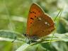 Lycaena virgaureae