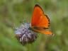 Lycaena virgaureae