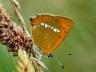 Lycaena virgaureae